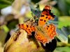 7252bf_Beli_C_Polygonia_c-album_IMG_5676a.jpg