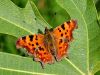 7252bj_Beli_C_Polygonia_c-album_IMG_5705a.jpg