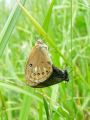 7326ab_okarcek_belolisi_Coenonympha_glycerion_2011_05230052.jpg
