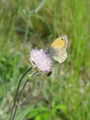 7334aa_Okarcek_mali_Coenonympha_pamphilus_DSC09934.jpg