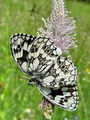 7415bd_Lisar_travniski_Melanargia_galathea_DSC00273a.jpg
