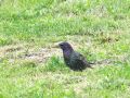 815bd_skorec_Sturnus_vulgaris_2011_04150037.jpg