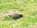 815be_skorec_Sturnus_vulgaris_2011_04150035.jpg