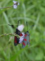 ov_ivanjscica_navadna_aa_Zygaena_filipendulae_DSC04041a.jpg