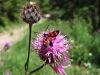 ov_ovnic_gorski_bb_Zygaena_transalpina_2009_07090095.JPG