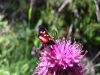 ov_ovnic_gorski_bc_Zygaena_transalpina_2009_07090126.JPG