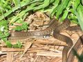 plaz_2_2_1_belouska_bb_Natrix_natrix_2009_07140024.jpg