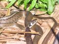 plaz_2_2_1_belouska_bc_Natrix_natrix_2009_07140029.jpg