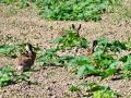 sesa_4_1_zajec_poljski_ba_Lepus_europaeus_2010_06150037.jpg