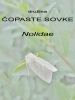 soc_b_copaste_sovke_Nolidae_2010_05110075.jpg