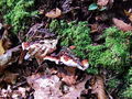 trohnobnez_jelov_a_Heterobasidion_annosum_2009_09210023.JPG