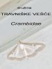 tve_b_travniske_vesce_Crambidae_2013_08310001a.jpg