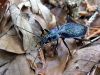 zuze_2-16_101_kresic_modri_bb_Carabus_intricatus_2010_05080047.JPG