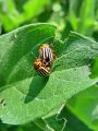 zuze_2-16_2b102_hrosc_koloradski_bb_Leptinotarsa_decemlineata_DSC02447.jpg