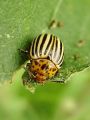 zuze_2-16_2b102_hrosc_koloradski_bd_Leptinotarsa_decemlineata_DSC02607.jpg
