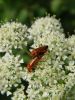 zuze_2-16_2c401_snezenka_oranzna_bc_Rhagonycha_fulva_DSC01387.JPG