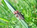 zuze_2-16_2c401_snezenka_rjava_ac_Cantharis_rustica_2010_04280113.jpg