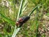 zuze_2-16_2c401_snezenka_rjava_bb_Cantharis_rustica_2011_05060018.JPG