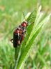 zuze_2-16_2c401_snezenka_rjava_bc_Cantharis_rustica_2011_05060025.JPG