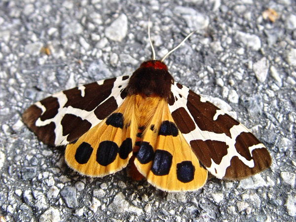 Click to view full size image